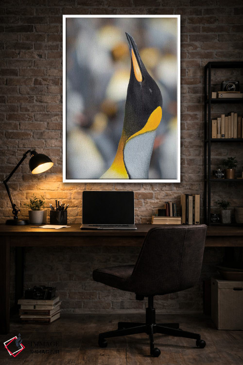 تابلو دکوراتیو Falkland Islands.,پنگوئن شاه، جزایر فالکلند اثر مارتین زویک - D3W