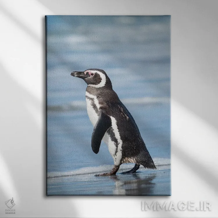 تابلو دکوراتیو Falkland Islands.,پنگوئن ماژلانی، جزایر فالکلند اثر مارتین زویک - نمای روبهرو روی دیوار