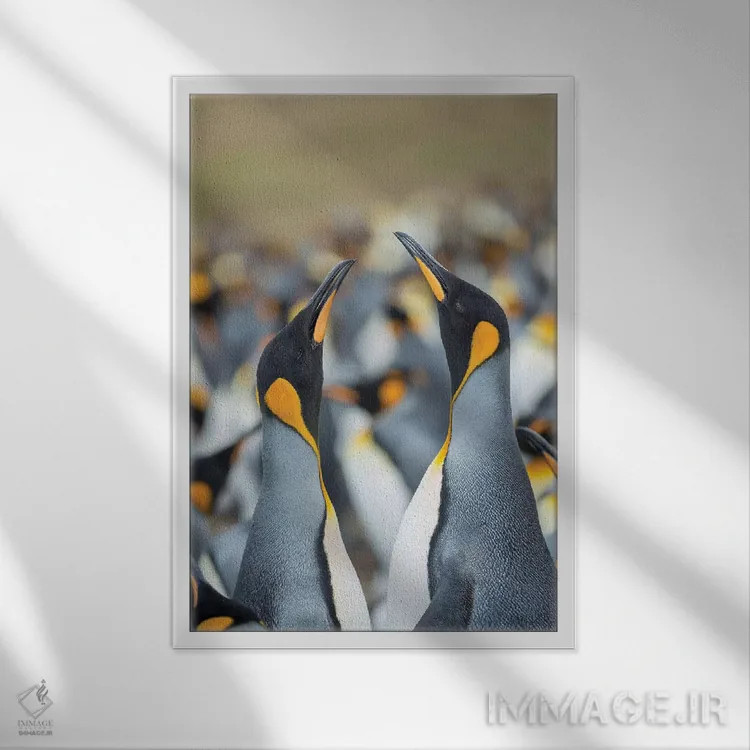 تابلو دکوراتیو Falkland Islands.,پنگوئن شاه، جزایر فالکلند اثر مارتین زویک - نمای قابدار سفید