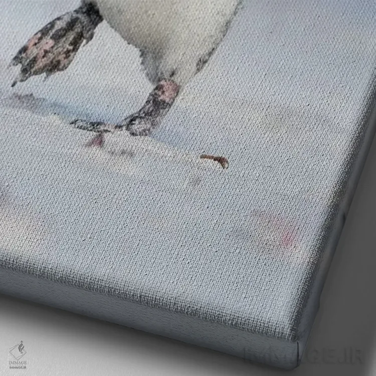 تابلو دکوراتیو Falkland Islands.,پنگوئن ماژلانی، جزایر فالکلند اثر مارتین زویک - نمای نزدیک بافت بوم