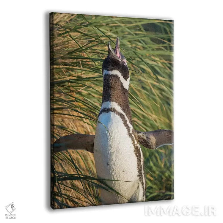 تابلو دکوراتیو Falkland Islands.,پنگوئن ماژلانی، جزایر فالکلند اثر مارتین زویک - نمای پرسپکتیو محصول