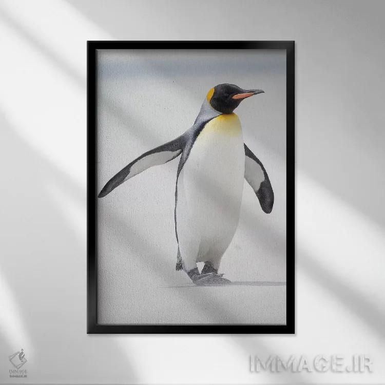 تابلو دکوراتیو Falkland Islands.,پنگوئن شاه، جزایر فالکلند اثر مارتین زویک - نمای قابدار مشکی