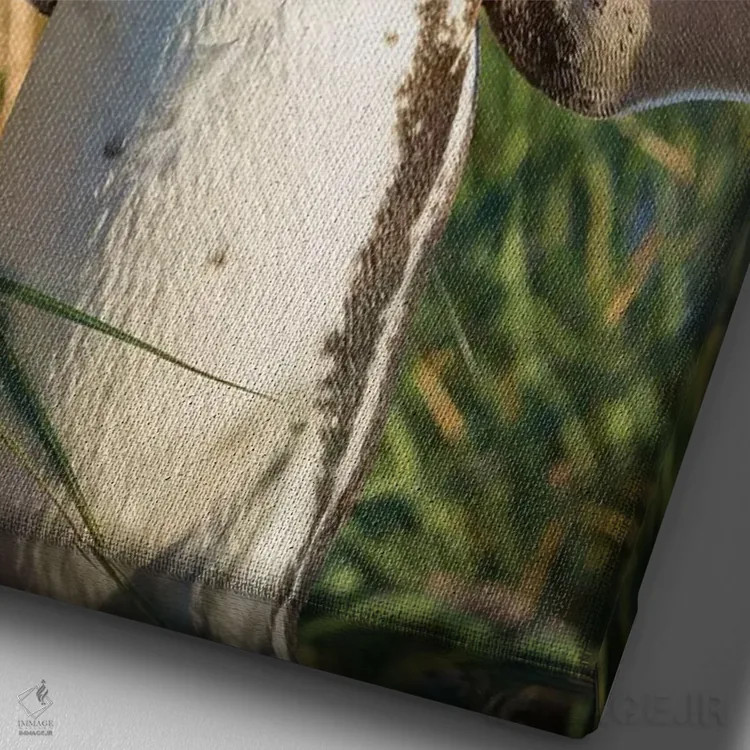 تابلو دکوراتیو Falkland Islands.,پنگوئن ماژلانی، جزایر فالکلند اثر مارتین زویک - نمای نزدیک بافت بوم