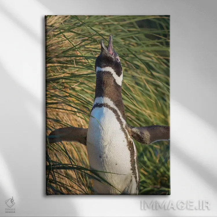 تابلو دکوراتیو Falkland Islands.,پنگوئن ماژلانی، جزایر فالکلند اثر مارتین زویک - نمای روبهرو روی دیوار