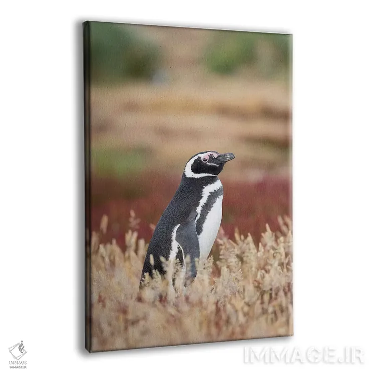 تابلو دکوراتیو Falkland Islands.,پنگوئن ماژلانی، جزایر فالکلند اثر مارتین زویک - نمای پرسپکتیو محصول