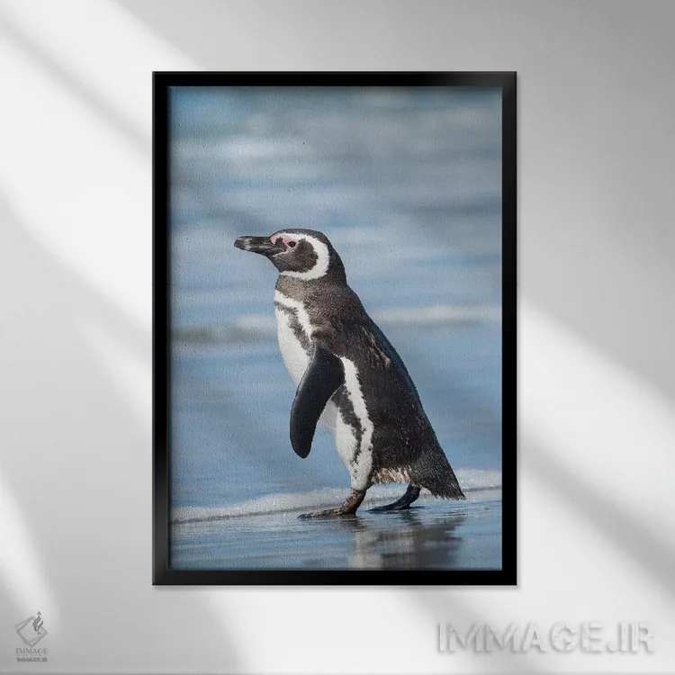 تابلو دکوراتیو Falkland Islands.,پنگوئن ماژلانی، جزایر فالکلند اثر مارتین زویک - نمای قابدار مشکی