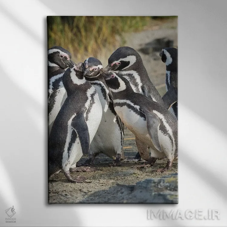 تابلو دکوراتیو Falkland Islands.,تعامل اجتماعی و رفتار گروهی پنگوئن های ما… اثر مارتین زویک - نمای روبهرو روی دیوار