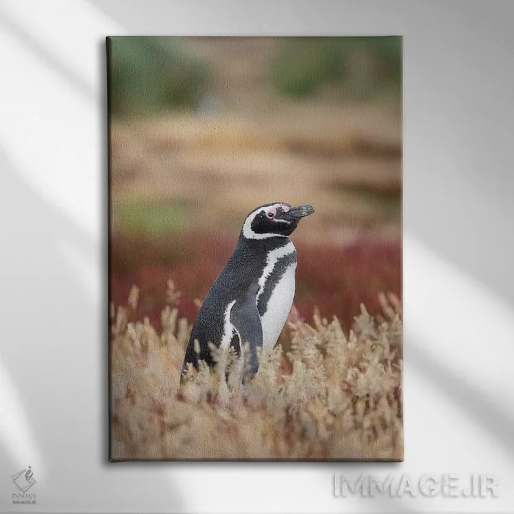 تابلو دکوراتیو Falkland Islands.,پنگوئن ماژلانی، جزایر فالکلند اثر مارتین زویک - نمای روبهرو روی دیوار