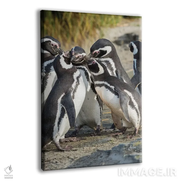تابلو دکوراتیو Falkland Islands.,تعامل اجتماعی و رفتار گروهی پنگوئن های ما… اثر مارتین زویک - نمای پرسپکتیو محصول