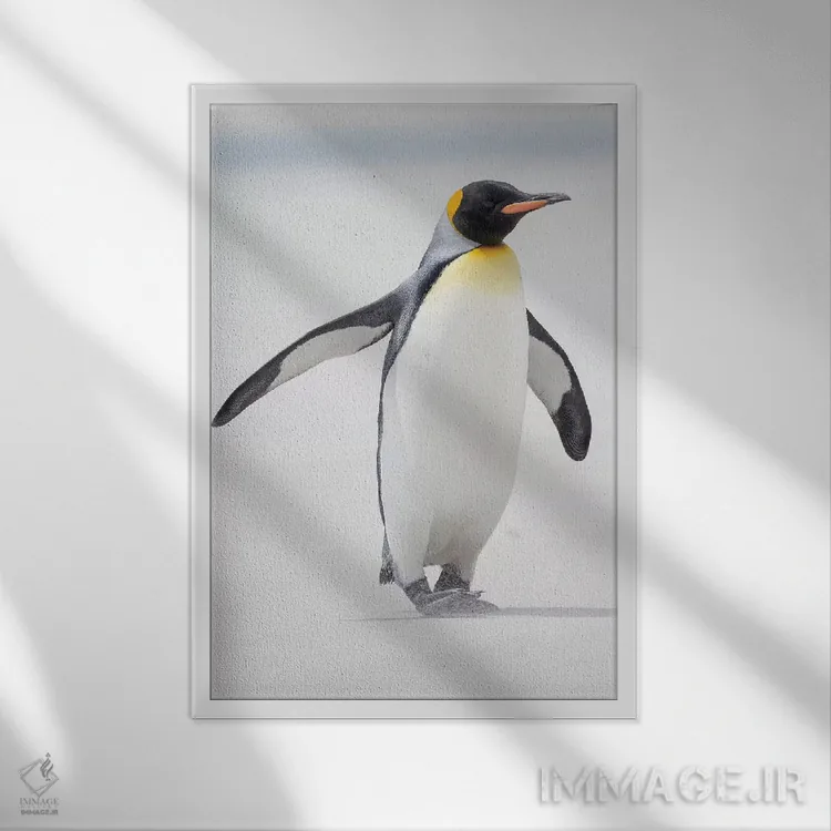 تابلو دکوراتیو Falkland Islands.,پنگوئن شاه، جزایر فالکلند اثر مارتین زویک - نمای قابدار سفید