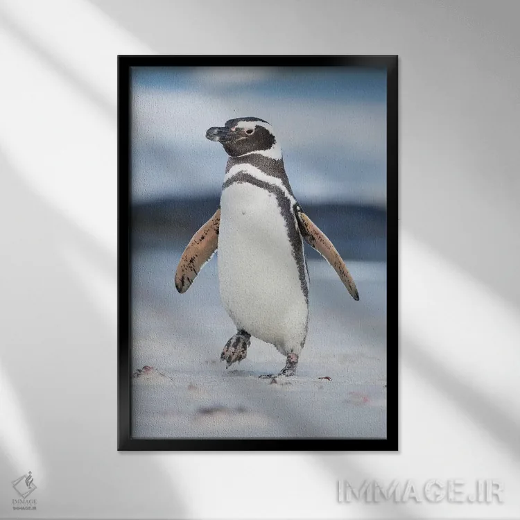 تابلو دکوراتیو Falkland Islands.,پنگوئن ماژلانی، جزایر فالکلند اثر مارتین زویک - نمای قابدار مشکی