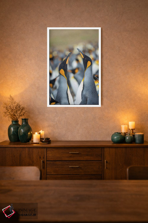 تابلو دکوراتیو Falkland Islands.,پنگوئن شاه، جزایر فالکلند اثر مارتین زویک - D2W