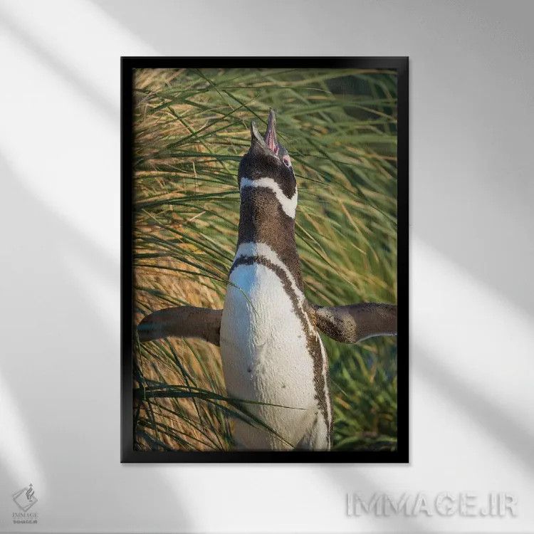 تابلو دکوراتیو Falkland Islands.,پنگوئن ماژلانی، جزایر فالکلند اثر مارتین زویک - نمای قابدار مشکی