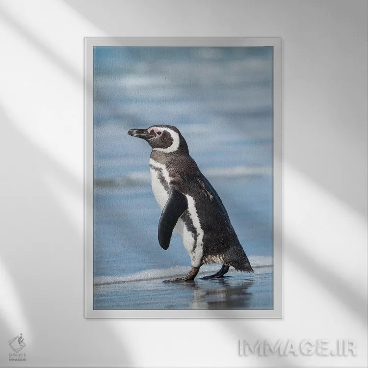 تابلو دکوراتیو Falkland Islands.,پنگوئن ماژلانی، جزایر فالکلند اثر مارتین زویک - نمای قابدار سفید