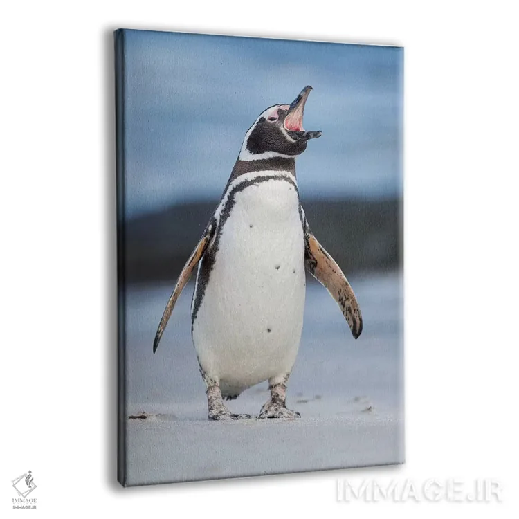 تابلو دکوراتیو Falkland Islands.,پنگوئن ماژلانی، جزایر فالکلند اثر مارتین زویک - نمای پرسپکتیو محصول