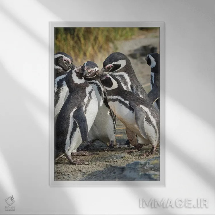 تابلو دکوراتیو Falkland Islands.,تعامل اجتماعی و رفتار گروهی پنگوئن های ما… اثر مارتین زویک - نمای قابدار سفید