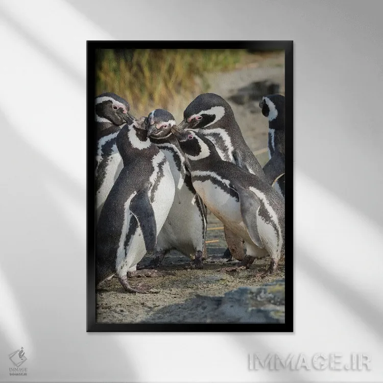 تابلو دکوراتیو Falkland Islands.,تعامل اجتماعی و رفتار گروهی پنگوئن های ما… اثر مارتین زویک - نمای قابدار مشکی