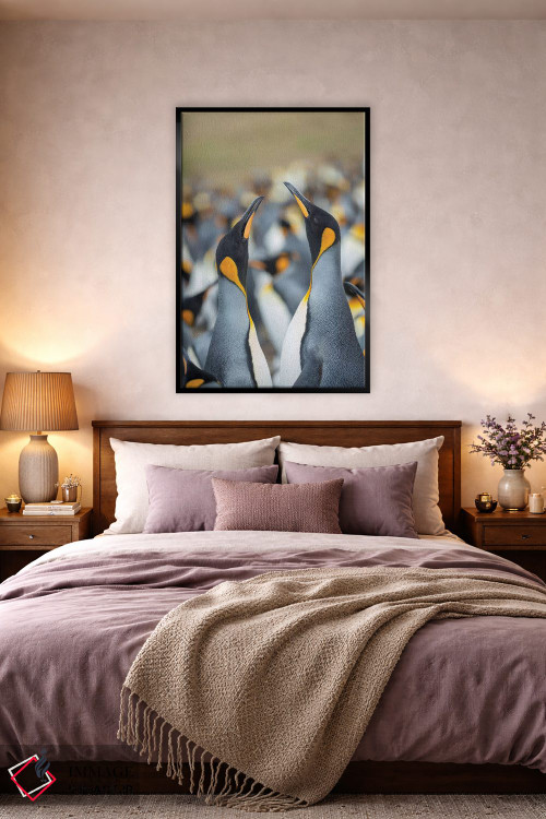 تابلو دکوراتیو Falkland Islands.,پنگوئن شاه، جزایر فالکلند اثر مارتین زویک - D3B