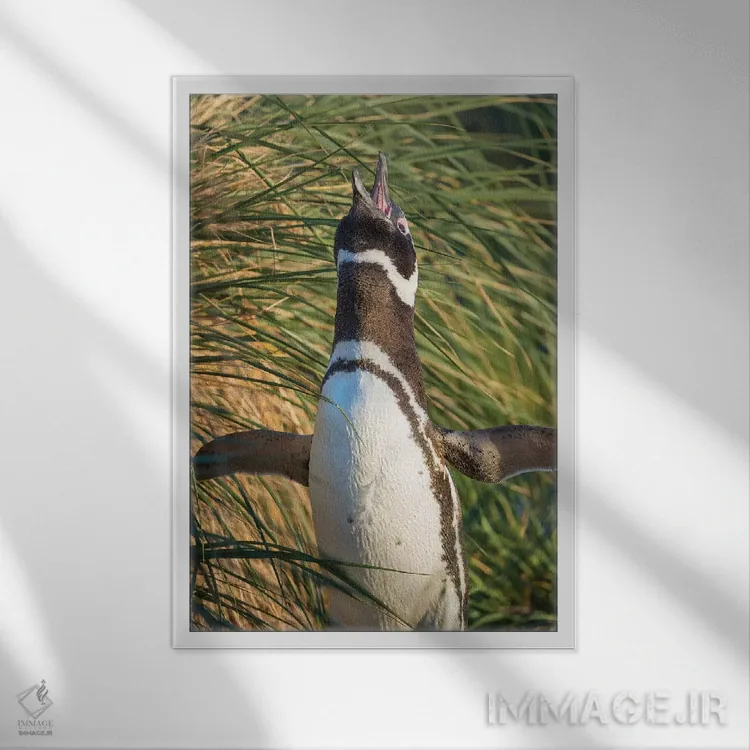تابلو دکوراتیو Falkland Islands.,پنگوئن ماژلانی، جزایر فالکلند اثر مارتین زویک - نمای قابدار سفید