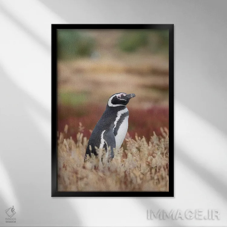 تابلو دکوراتیو Falkland Islands.,پنگوئن ماژلانی، جزایر فالکلند اثر مارتین زویک - نمای قابدار مشکی