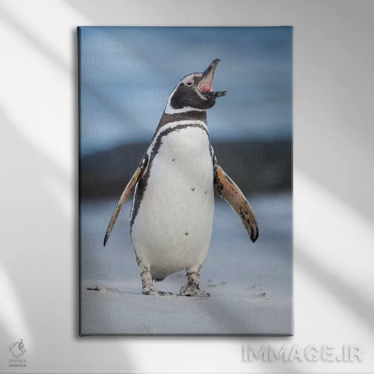 تابلو دکوراتیو Falkland Islands.,پنگوئن ماژلانی، جزایر فالکلند اثر مارتین زویک - نمای روبهرو روی دیوار