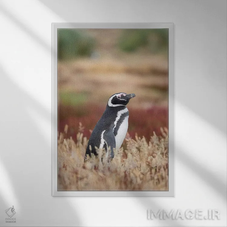 تابلو دکوراتیو Falkland Islands.,پنگوئن ماژلانی، جزایر فالکلند اثر مارتین زویک - نمای قابدار سفید