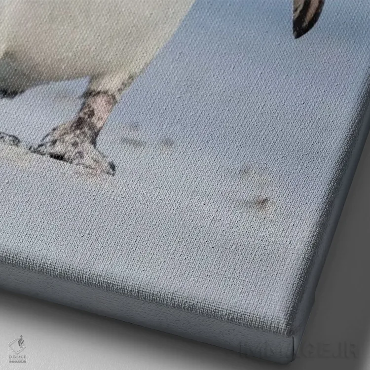 تابلو دکوراتیو Falkland Islands.,پنگوئن ماژلانی، جزایر فالکلند اثر مارتین زویک - نمای نزدیک بافت بوم