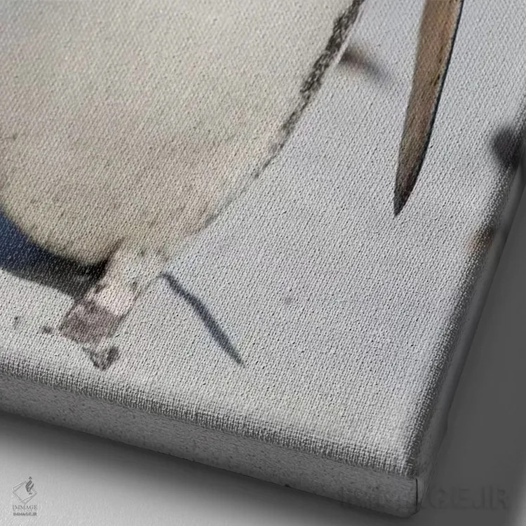 تابلو دکوراتیو Falkland Islands.,پنگوئن ماژلانی، جزایر فالکلند اثر مارتین زویک - نمای نزدیک بافت بوم