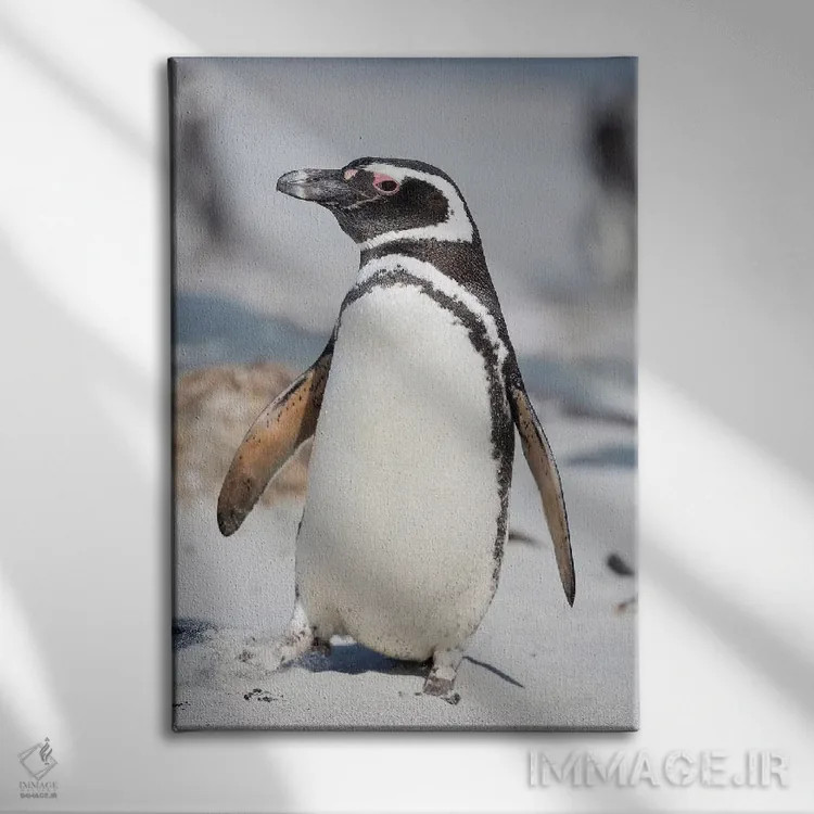 تابلو دکوراتیو Falkland Islands.,پنگوئن ماژلانی، جزایر فالکلند اثر مارتین زویک - نمای روبهرو روی دیوار