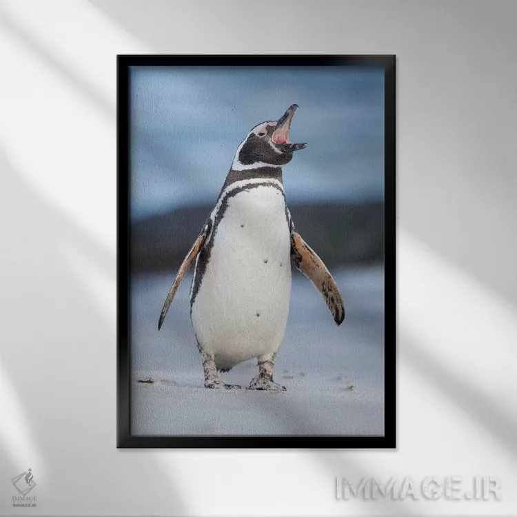 تابلو دکوراتیو Falkland Islands.,پنگوئن ماژلانی، جزایر فالکلند اثر مارتین زویک - نمای قابدار مشکی