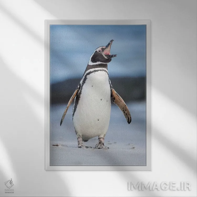 تابلو دکوراتیو Falkland Islands.,پنگوئن ماژلانی، جزایر فالکلند اثر مارتین زویک - نمای قابدار سفید