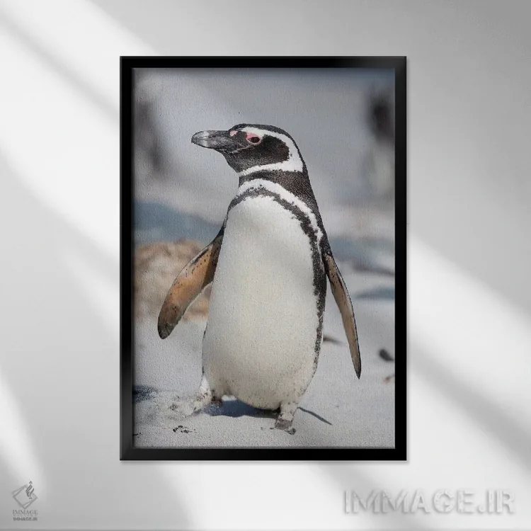 تابلو دکوراتیو Falkland Islands.,پنگوئن ماژلانی، جزایر فالکلند اثر مارتین زویک - نمای قابدار مشکی