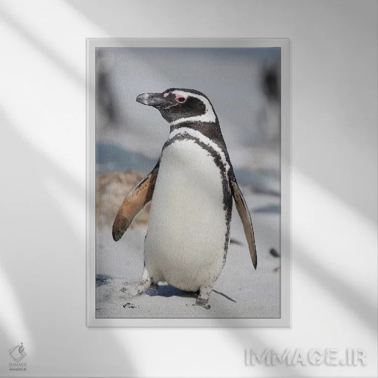 تابلو دکوراتیو Falkland Islands.,پنگوئن ماژلانی، جزایر فالکلند اثر مارتین زویک - نمای قابدار سفید