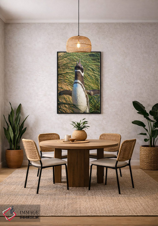 تابلو دکوراتیو Falkland Islands.,پنگوئن ماژلانی، جزایر فالکلند اثر مارتین زویک - D3B
