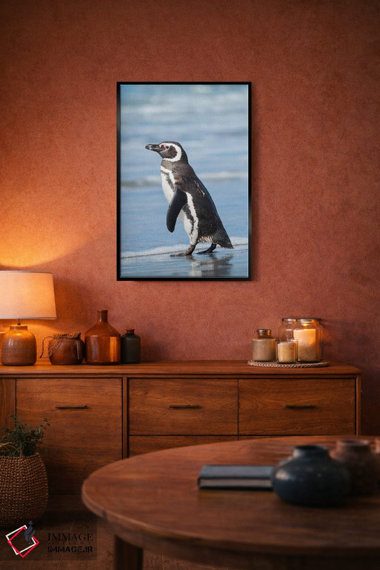تابلو دکوراتیو Falkland Islands.,پنگوئن ماژلانی، جزایر فالکلند اثر مارتین زویک - D5B