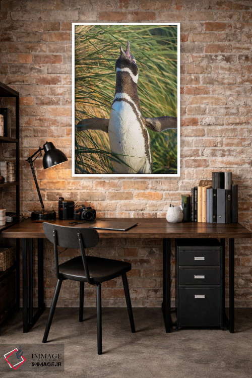 تابلو دکوراتیو Falkland Islands.,پنگوئن ماژلانی، جزایر فالکلند اثر مارتین زویک - D2W