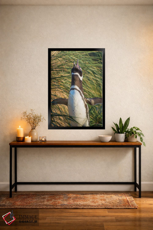 تابلو دکوراتیو Falkland Islands.,پنگوئن ماژلانی، جزایر فالکلند اثر مارتین زویک - D5B