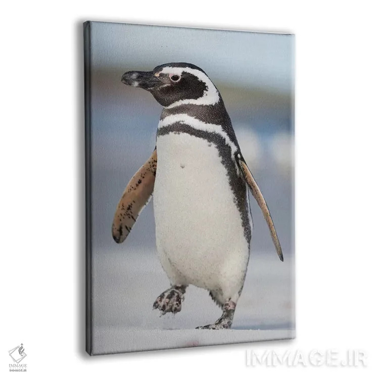 تابلو دکوراتیو Falkland Islands.,پنگوئن ماژلانی، جزایر فالکلند اثر مارتین زویک - نمای پرسپکتیو محصول