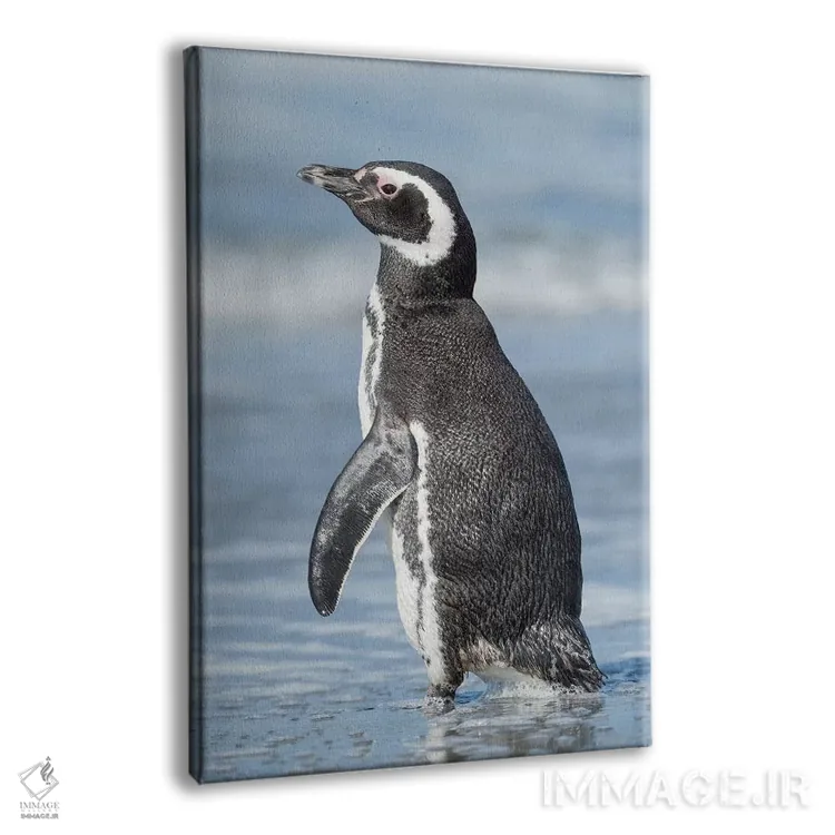تابلو دکوراتیو Falkland Islands.,پنگوئن ماژلانی، جزایر فالکلند اثر مارتین زویک - نمای پرسپکتیو محصول