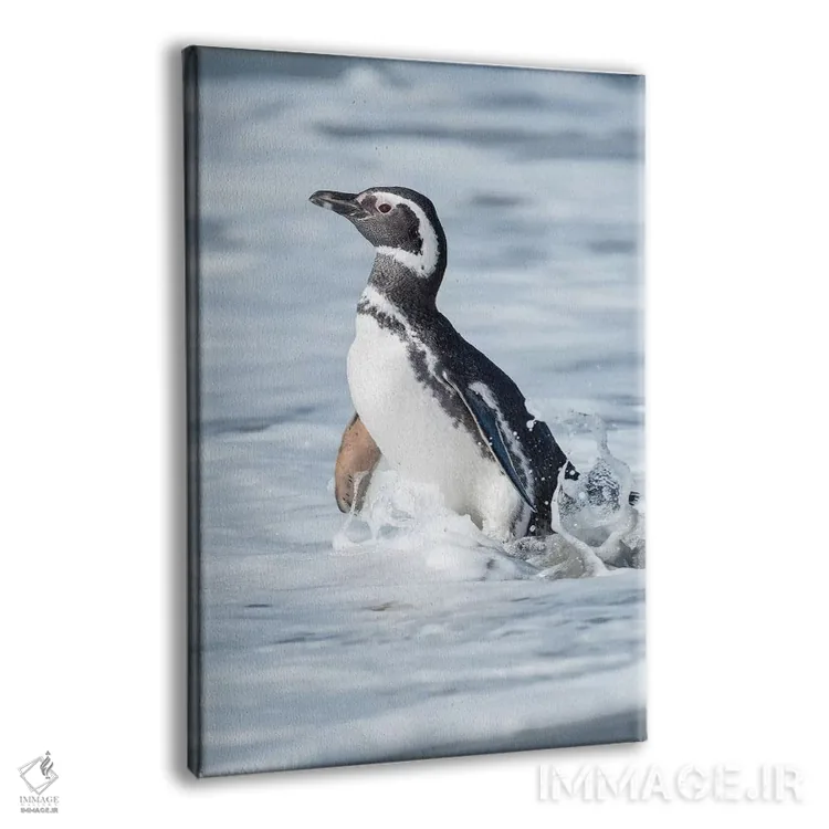 تابلو دکوراتیو Falkland Islands.,پنگوئن ماژلانی، جزایر فالکلند اثر مارتین زویک - نمای پرسپکتیو محصول