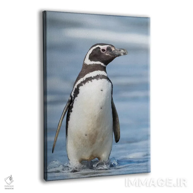 تابلو دکوراتیو Falkland Islands.,پنگوئن ماژلانی، جزایر فالکلند اثر مارتین زویک - نمای پرسپکتیو محصول