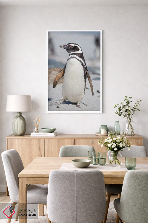 تابلو دکوراتیو Falkland Islands.,پنگوئن ماژلانی، جزایر فالکلند اثر مارتین زویک - D5W