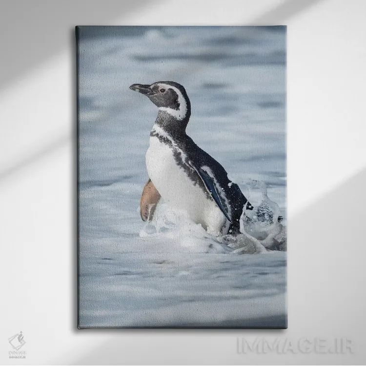 تابلو دکوراتیو Falkland Islands.,پنگوئن ماژلانی، جزایر فالکلند اثر مارتین زویک - نمای روبهرو روی دیوار
