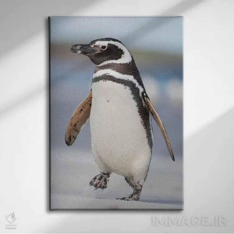 تابلو دکوراتیو Falkland Islands.,پنگوئن ماژلانی، جزایر فالکلند اثر مارتین زویک - نمای روبهرو روی دیوار