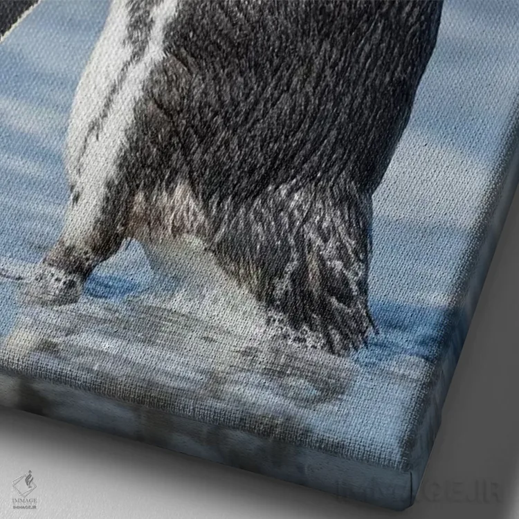 تابلو دکوراتیو Falkland Islands.,پنگوئن ماژلانی، جزایر فالکلند اثر مارتین زویک - نمای نزدیک بافت بوم