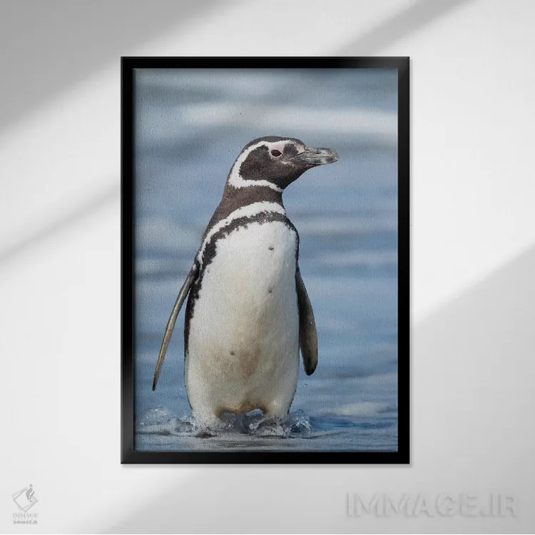 تابلو دکوراتیو Falkland Islands.,پنگوئن ماژلانی، جزایر فالکلند اثر مارتین زویک - نمای قابدار مشکی