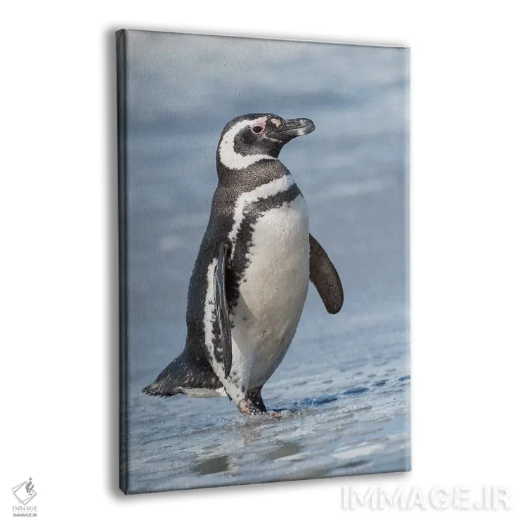 تابلو دکوراتیو Falkland Islands.,پنگوئن ماژلانی، جزایر فالکلند اثر مارتین زویک - نمای پرسپکتیو محصول