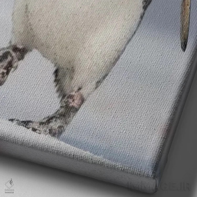 تابلو دکوراتیو Falkland Islands.,پنگوئن ماژلانی، جزایر فالکلند اثر مارتین زویک - نمای نزدیک بافت بوم