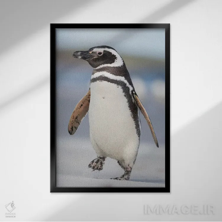 تابلو دکوراتیو Falkland Islands.,پنگوئن ماژلانی، جزایر فالکلند اثر مارتین زویک - نمای قابدار مشکی