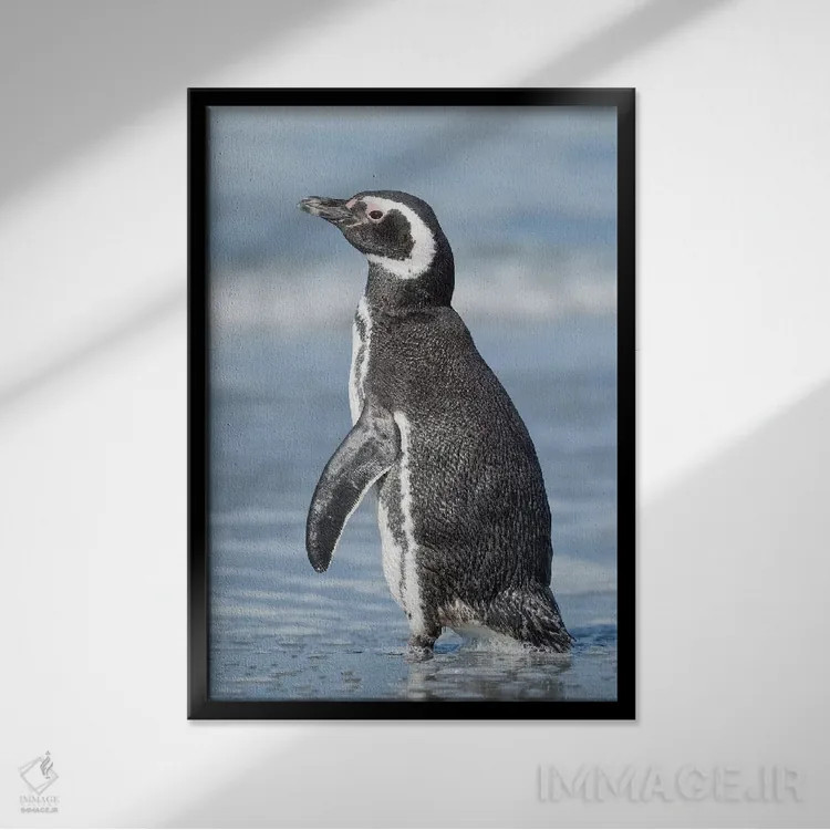 تابلو دکوراتیو Falkland Islands.,پنگوئن ماژلانی، جزایر فالکلند اثر مارتین زویک - نمای قابدار مشکی